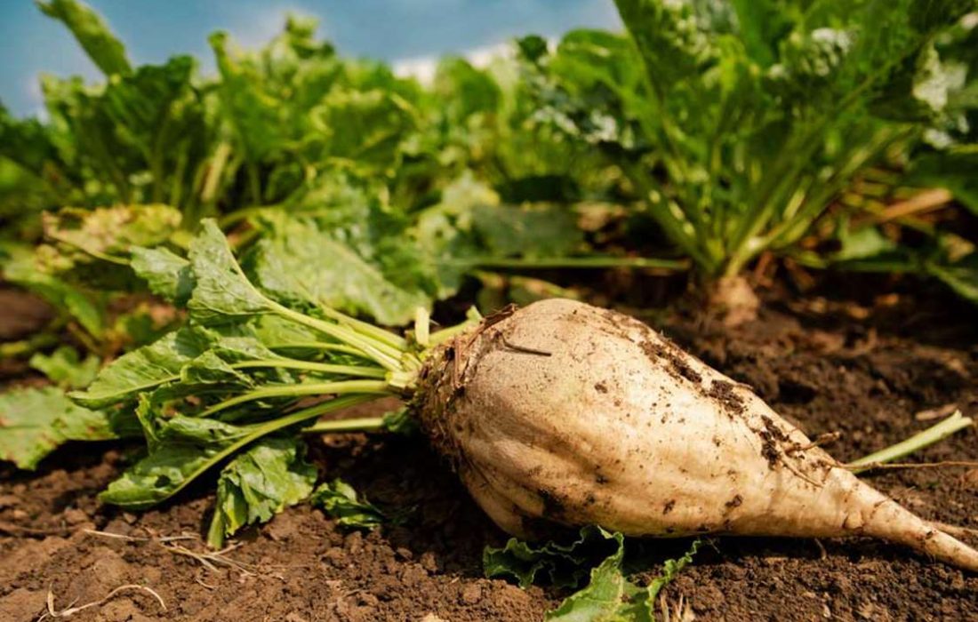 کشت آزاد چغندرقند ممنوع است