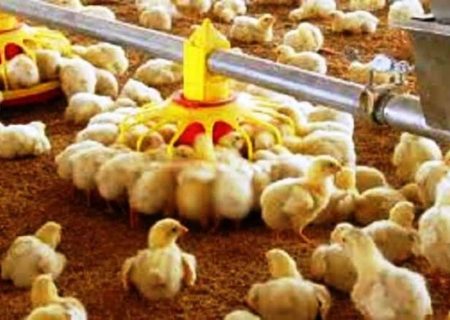 رکورد جوجه ریزی در شهرستان روانسر شکسته شد