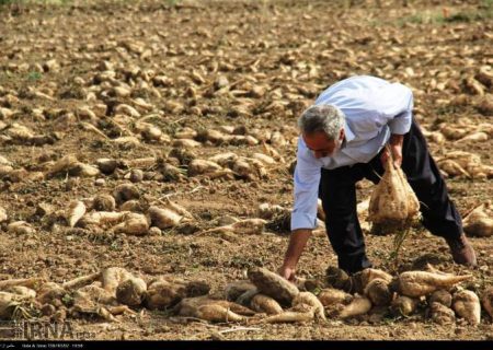 پیش بینی تولید بیش از یک میلیون و صد هزار تن چغندرقند بهاره