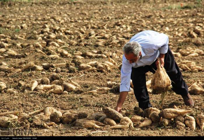 پیش بینی تولید بیش از یک میلیون و صد هزار تن چغندرقند بهاره