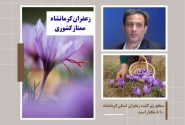 زعفران کرمانشاه در سطح ممتاز کشوری قرار دارد
