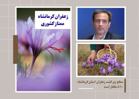 زعفران کرمانشاه در سطح ممتاز کشوری قرار دارد