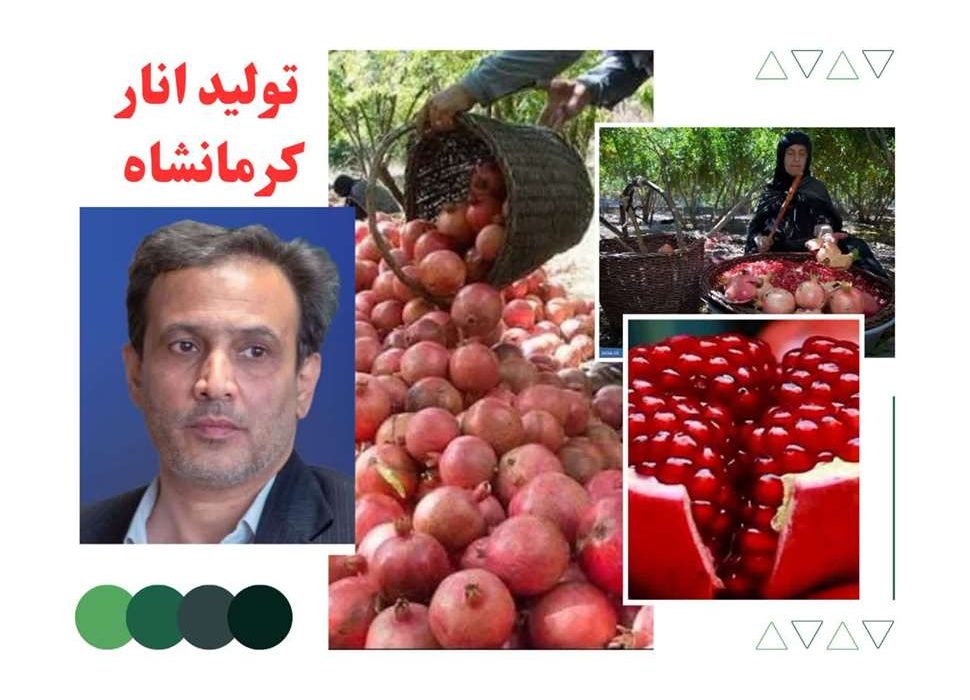 پیش‌بینی برداشت ۱۳ هزار تن در سال جاری