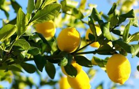 پیش‌بینی تولید ۲ هزار تن لیموشیرین در استان کرمانشاه