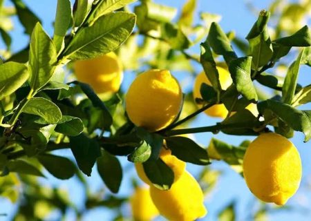پیش‌بینی تولید ۲ هزار تن لیموشیرین در استان کرمانشاه