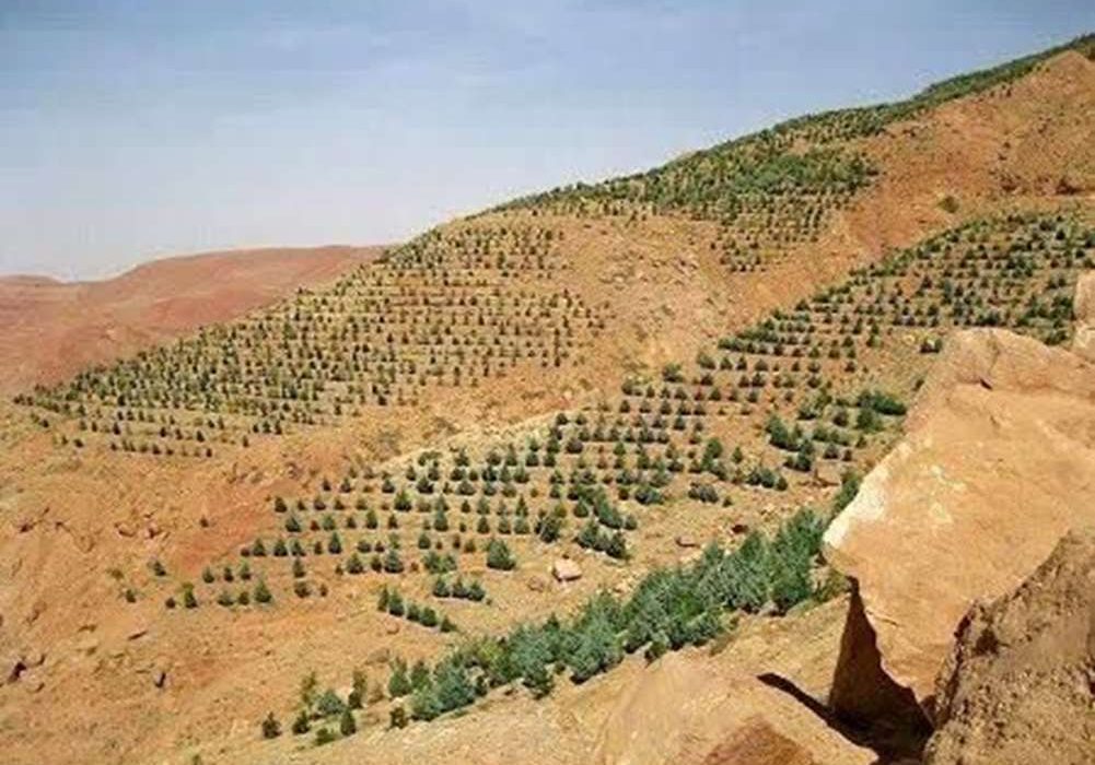 توسعه ۵۰۰ هکتاری باغات دیم در اراضی شیبدار استان کرمانشاه