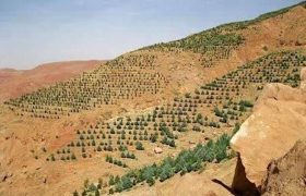 توسعه ۵۰۰ هکتاری باغات دیم در اراضی شیبدار استان کرمانشاه