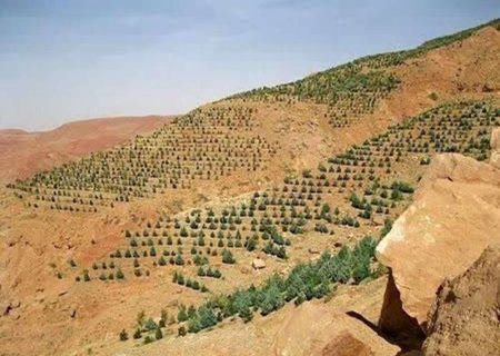 توسعه ۵۰۰ هکتاری باغات دیم در اراضی شیبدار استان کرمانشاه