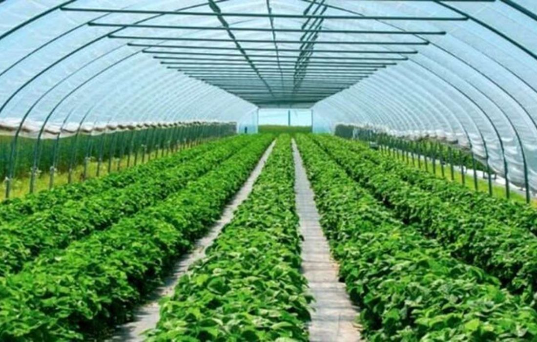 توسعه ۱۲۰ هکتاری گلخانهها هدفگذاری شده است