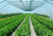 توسعه ۱۲۰ هکتاری گلخانه‌ها هدف‌گذاری شده است