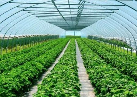 توسعه ۱۲۰ هکتاری گلخانه‌ها هدف‌گذاری شده است
