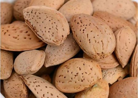 تولید ۸۵۰۰ تن «بادام درختی» در کرمانشاه