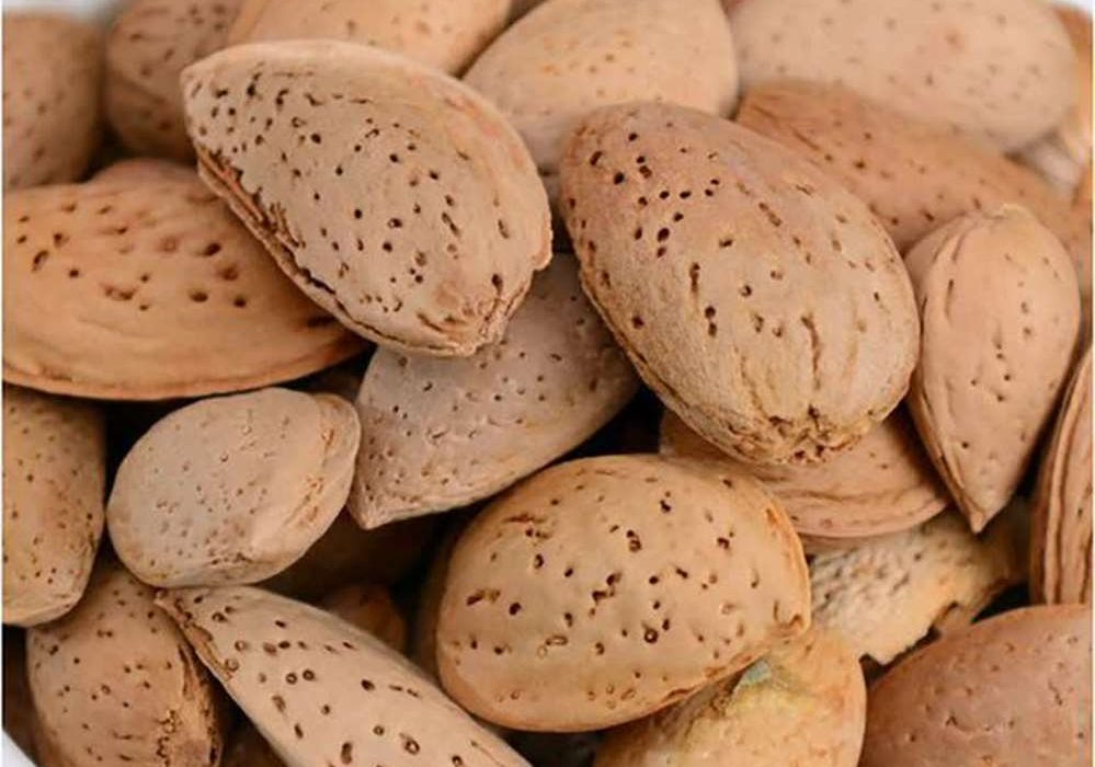 تولید ۸۵۰۰ تن «بادام درختی» در کرمانشاه