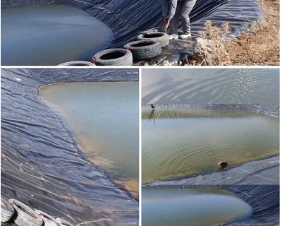 عملیات موفق برای رهایی گرگ گرفتار در استخر کوهستانی