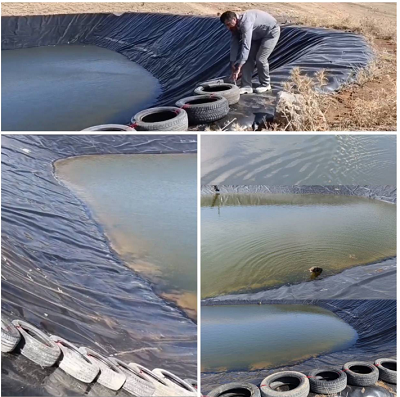 عملیات موفق برای رهایی گرگ گرفتار در استخر کوهستانی