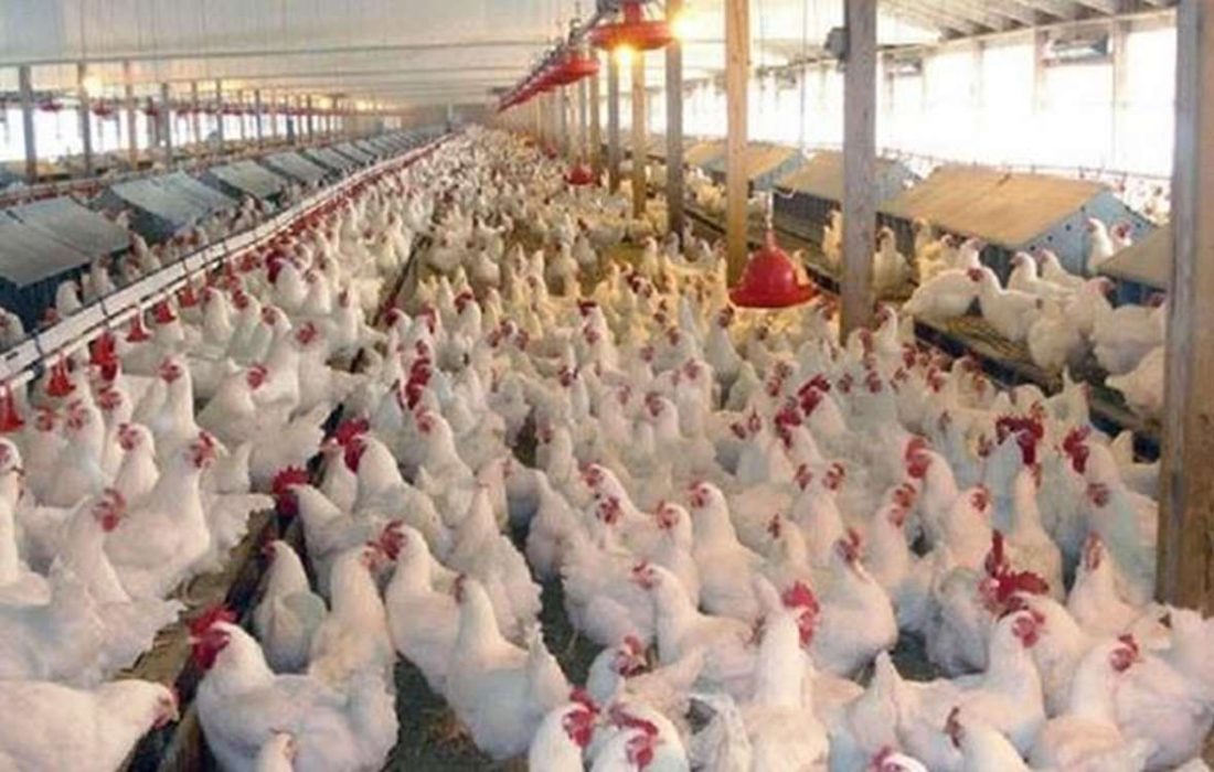 فروش بیش از ۷۴۰تن خوراک طیور در سامانه بازارگاه