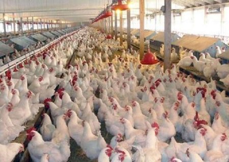 فروش بیش از ۷۴۰تن خوراک طیور در سامانه بازارگاه