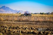 پیش‌بینی تولید بیش از ۴۲۰ هزار تن چغندرقند پاییزه در استان کرمانشاه