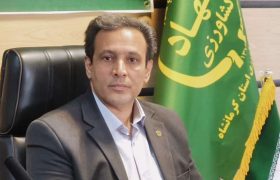 شروع برداشت کلزا در کرمانشاه/پیش‌بینی تولید ۹۰۰۰ تن از ۴۸۰۰ هکتار