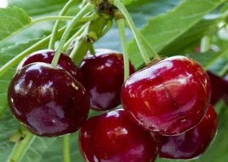 «صحنه» قطب تولید با سهم ۷۶ درصدی