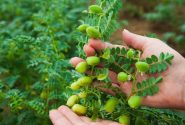 بارش‌های بهاره حال مزارع نخود استان را خوب کرد