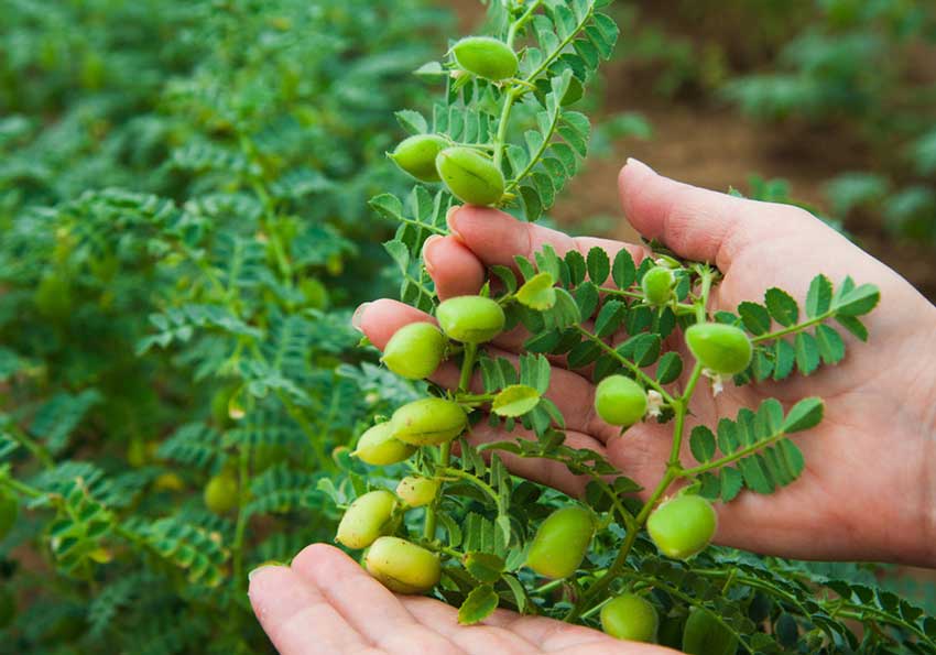 بارش‌های بهاره حال مزارع نخود استان را خوب کرد